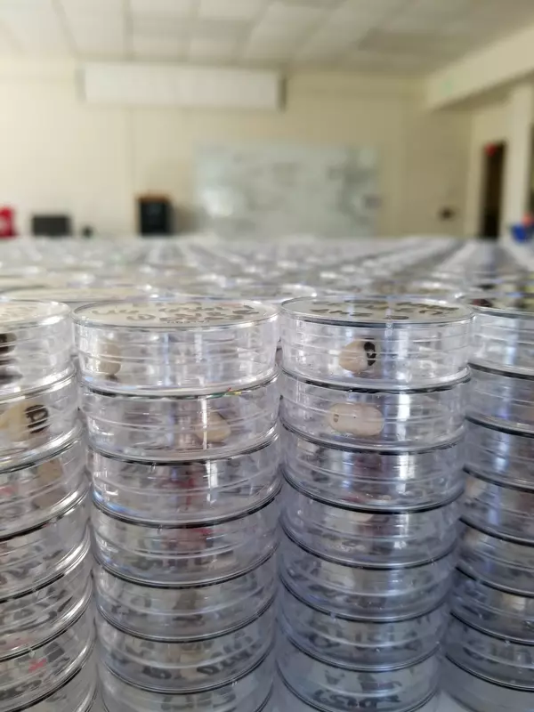 beetle rearing petri dish stacks